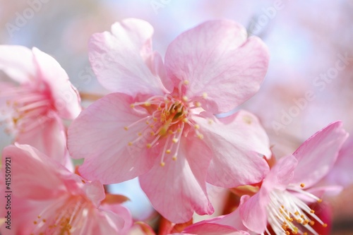 河津桜のマクロ撮影