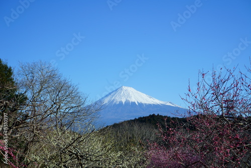 The plum blossoms are in full bloom now.  © Ultra Tama