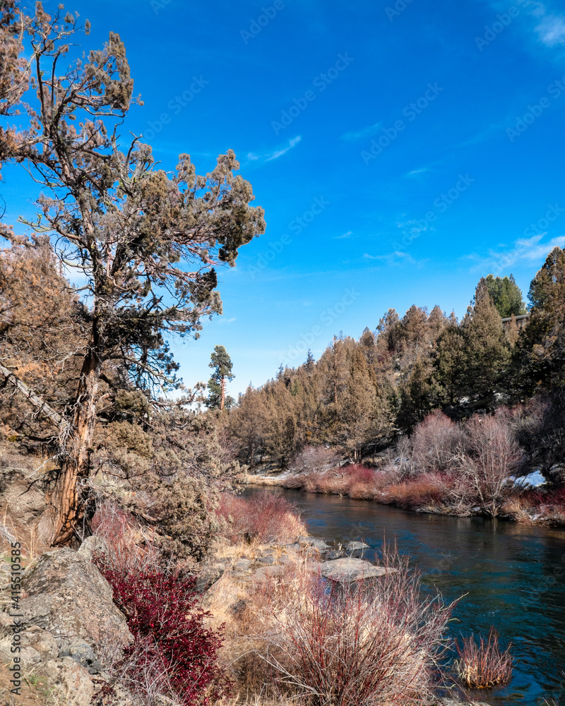 Juniper Trees and sage brush along the Deschutes River in Bend Oregon Juniper Trees and sage brush along the Deschutes River in Bend Oregon