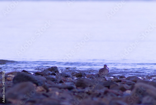shorebird was at side of beach in the morning time