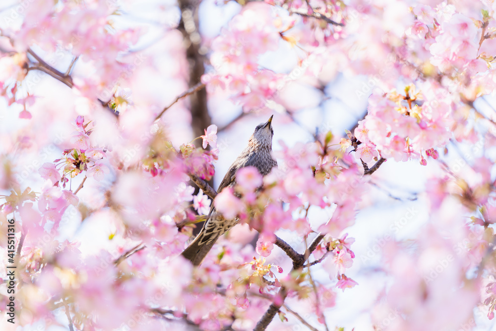 河津桜と鵯