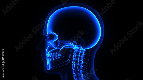3d Illustration of a male human head and skull in X-ray