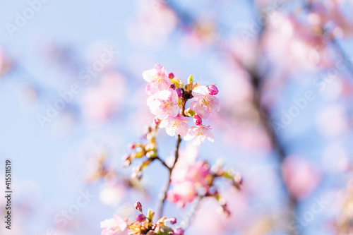 河津桜 © anemone