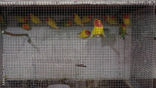 Parrot cage, Fisher's lovebirds. Fischer's Lovebird (Agapornis fischeri)