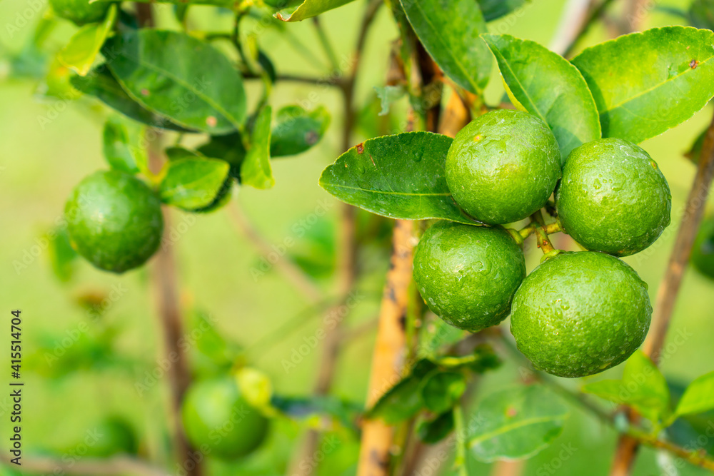 close up view of organic fresh lime fruit on the tree in farm