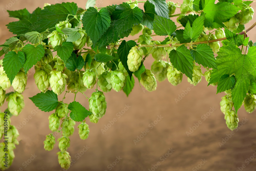 Fresh green hops on a wooden background. Fresh green hops on a wooden background.