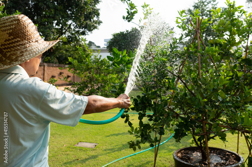 older farmer watering lime tree in organic orchard in morning