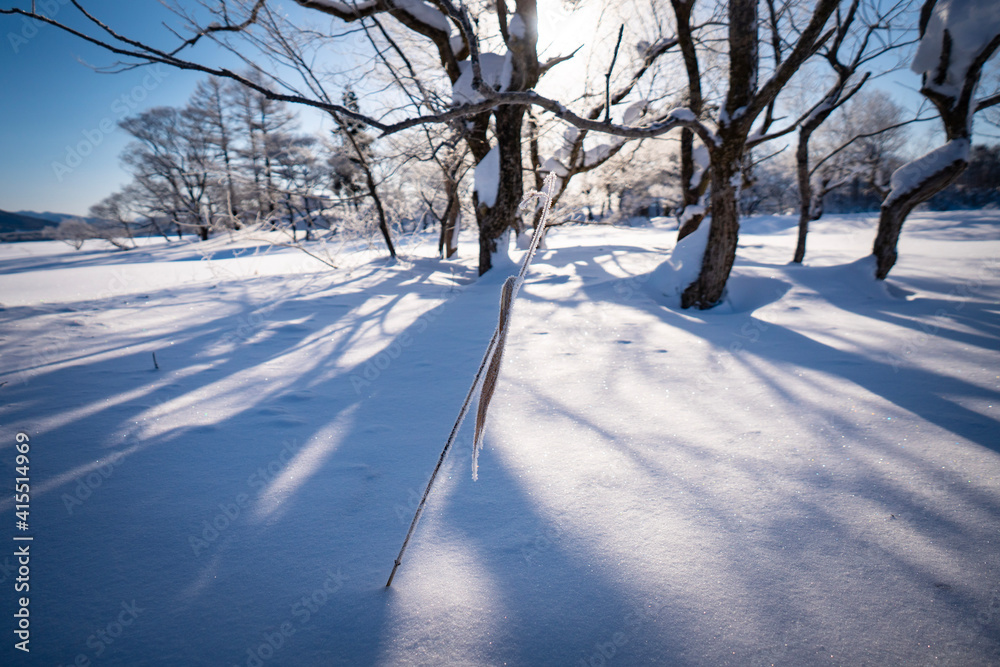 Obraz premium snow covered trees