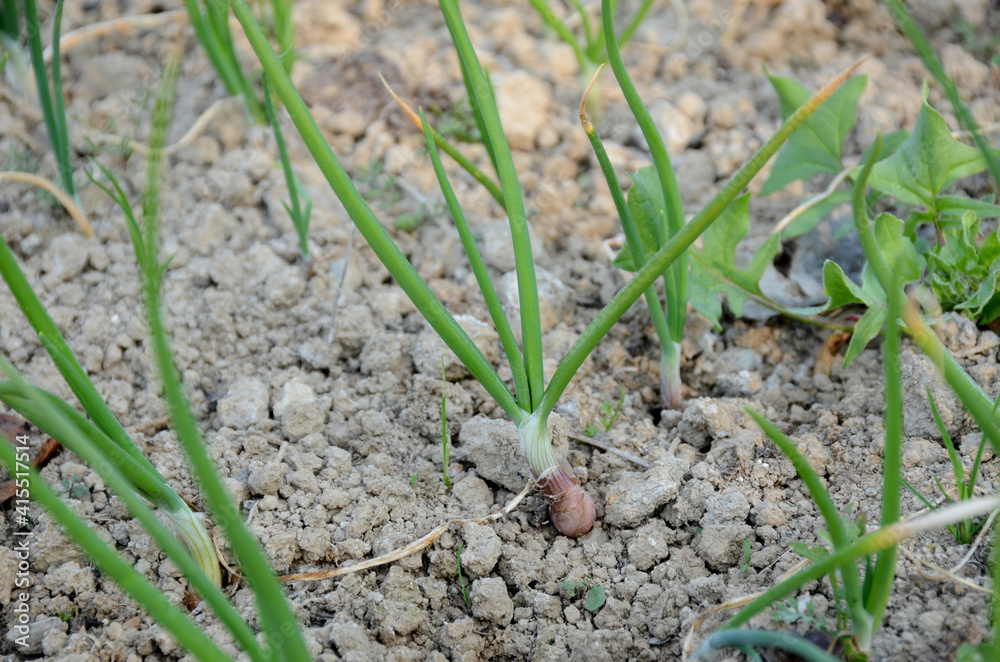 the green ripe onion plants growing in the farm. the green ripe onion plants growing in the farm.