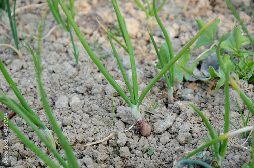 the green ripe onion plants growing in the farm.