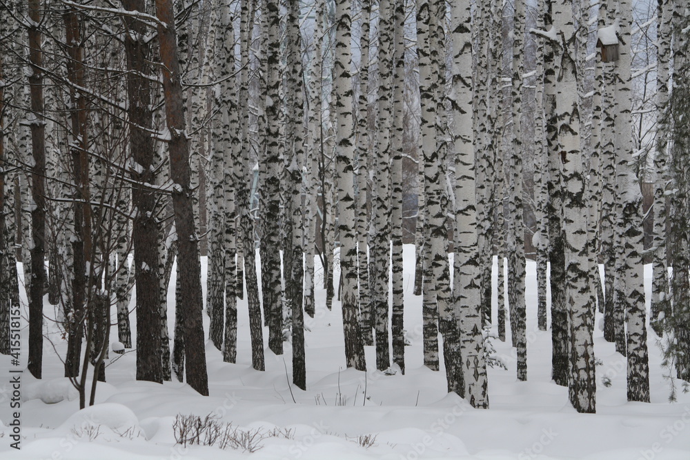 Trees in the forest in winter
