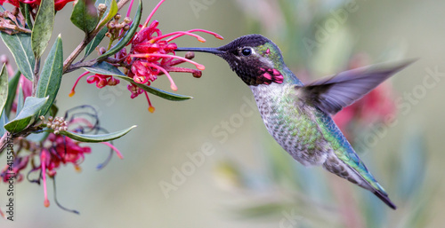 Anna's Hummingbird adult male hovering and sipping nectar. Santa Cruz, California, USA.