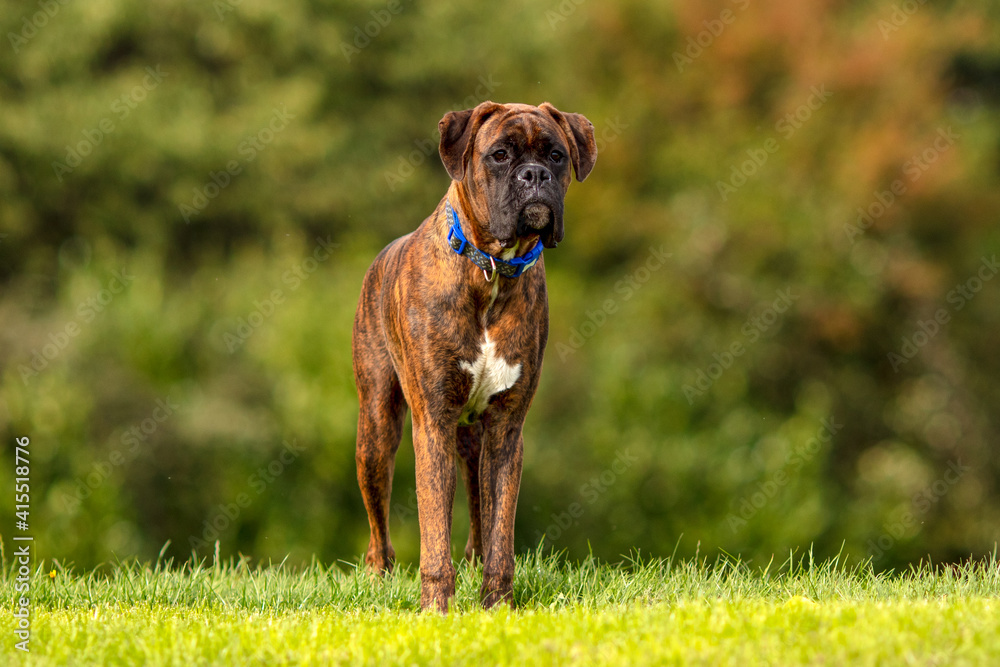 Boxer dog