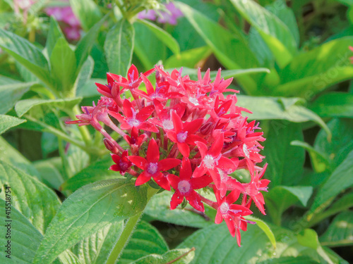 the beautiful flowers of the new year 2021