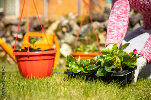 close-up of female hands in household gloves planting flowers in an outdoor pot on a green meadow