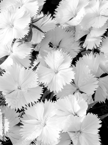 the beautiful flowers of the new year 2021