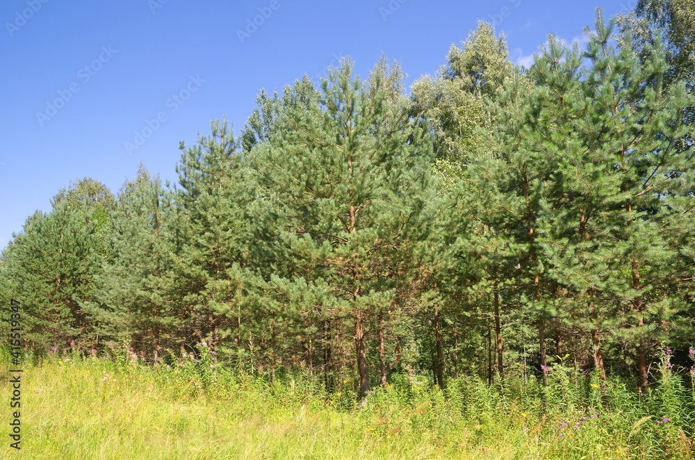 The nature of Seliger. Summer landscape with young pine trees The nature of Seliger. Summer landscape with young pine trees