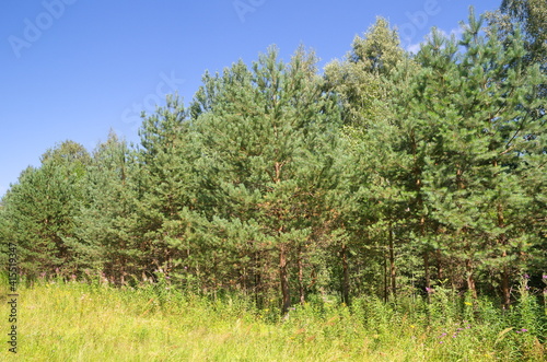 Fototapeta Naklejka Na Ścianę i Meble -  The nature of Seliger. Summer landscape with young pine trees