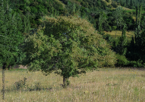 Valokuva A lone tree on a panorama in the mountains.