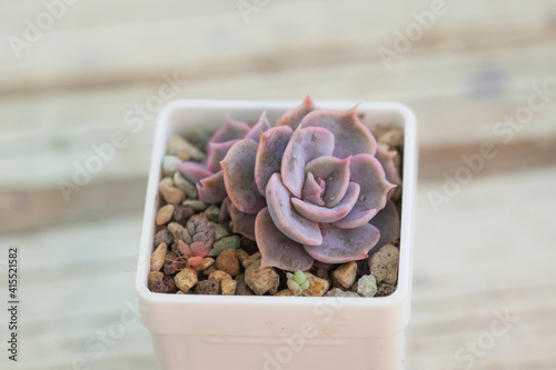 Echeveria lilacina flower succulent in white pot photo