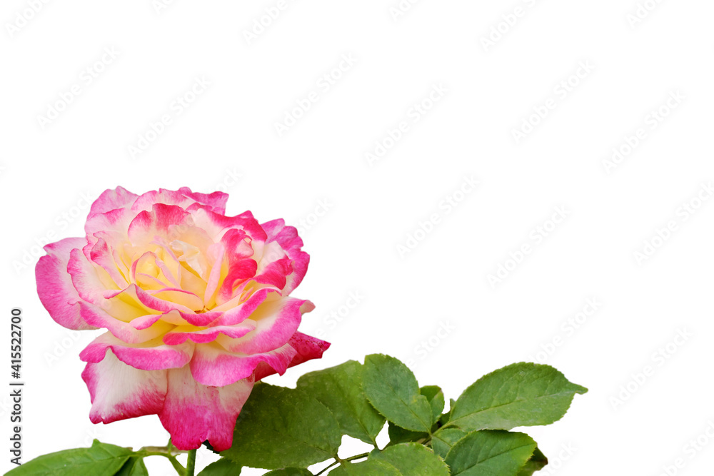 Pink rose isolated on white background