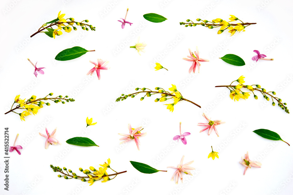 Beautiful flowers isolated on white background Beautiful flowers isolated on white background