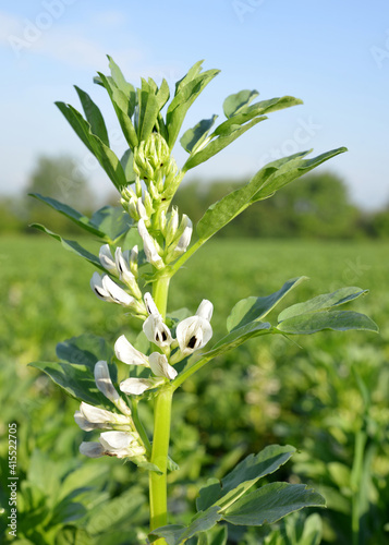 Blooming broad or fava beans plants ( Vicia Faba ) on field.