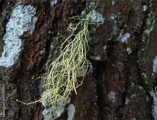  Usnea is one of the lichens on a tree known as an old man's beard photo