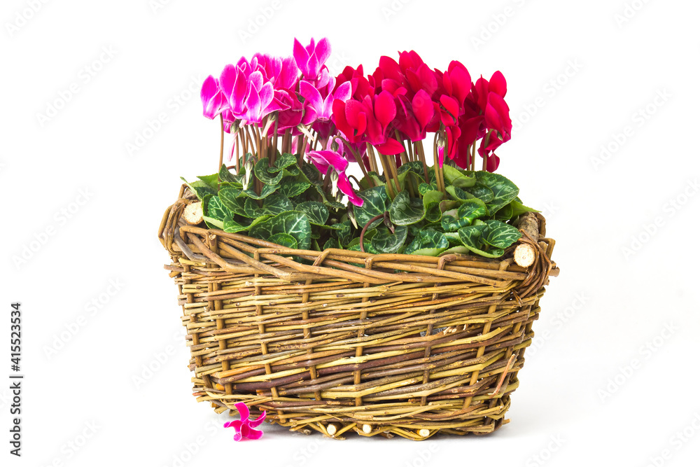cyclamen persicum in a basket on white background