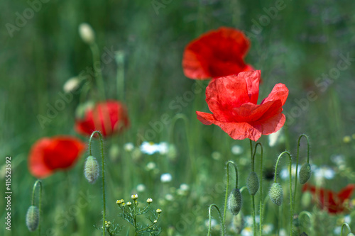 wild poppy flowers - poppies and chamomiles photo