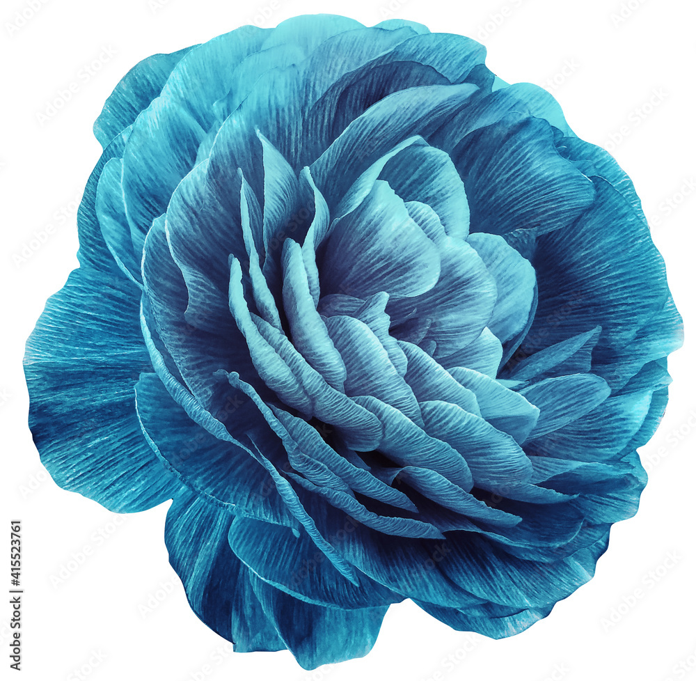 Obraz premium vintage rose flower blue. Flower isolated on white background. No shadows with clipping path. Close-up. Nature.