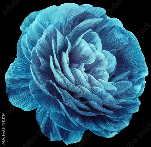 vintage rose flower blue. Flower isolated on white background. No shadows with clipping path. Close-up. Nature.