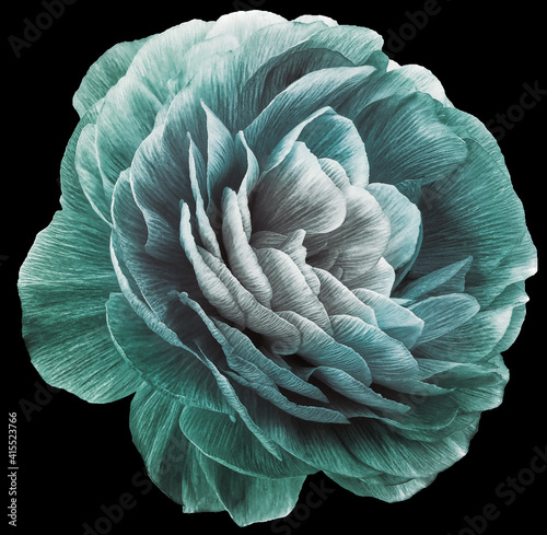 vintage rose flower green. Flower isolated on black background. No shadows with clipping path. Close-up. Nature.