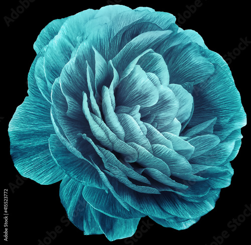 vintage rose flower blue. Flower isolated on black background. No shadows with clipping path. Close-up. Nature.