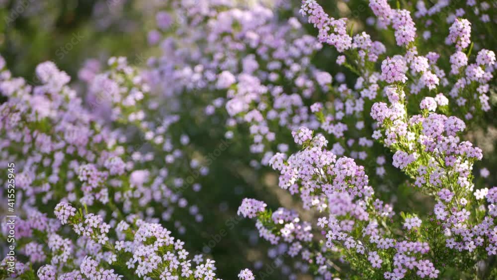 Confetti bush lilac flower, California USA. Coleonema pulchellum, buchu diosma springtime bloom. Home gardening, american decorative ornamental houseplant. Spring blossom natural botanical atmosphere. Confetti bush lilac flower, California USA. Coleonema pulchellum, buchu diosma springtime bloom. Home gardening, american decorative ornamental houseplant. Spring blossom natural botanical atmosphere.