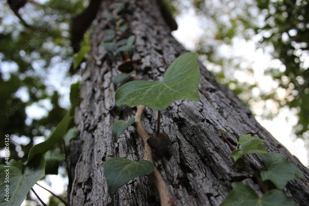 Obraz premium Prueba