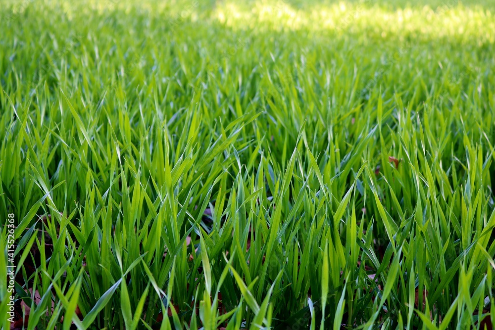 Obraz premium 青葉 麦の葉 春 風景