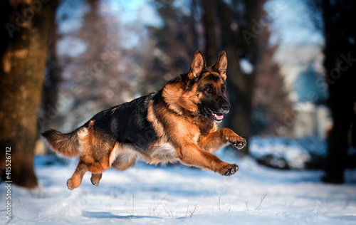 dog german shepherd running in winter