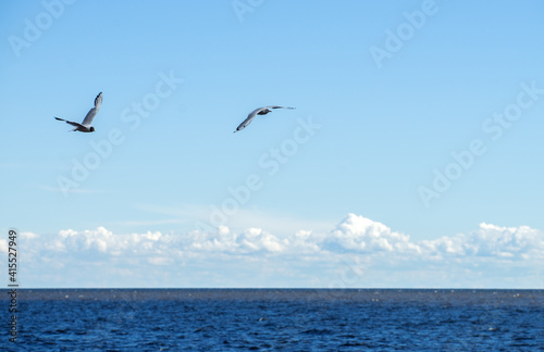 Two white gulls fly over the blue sea  blue time