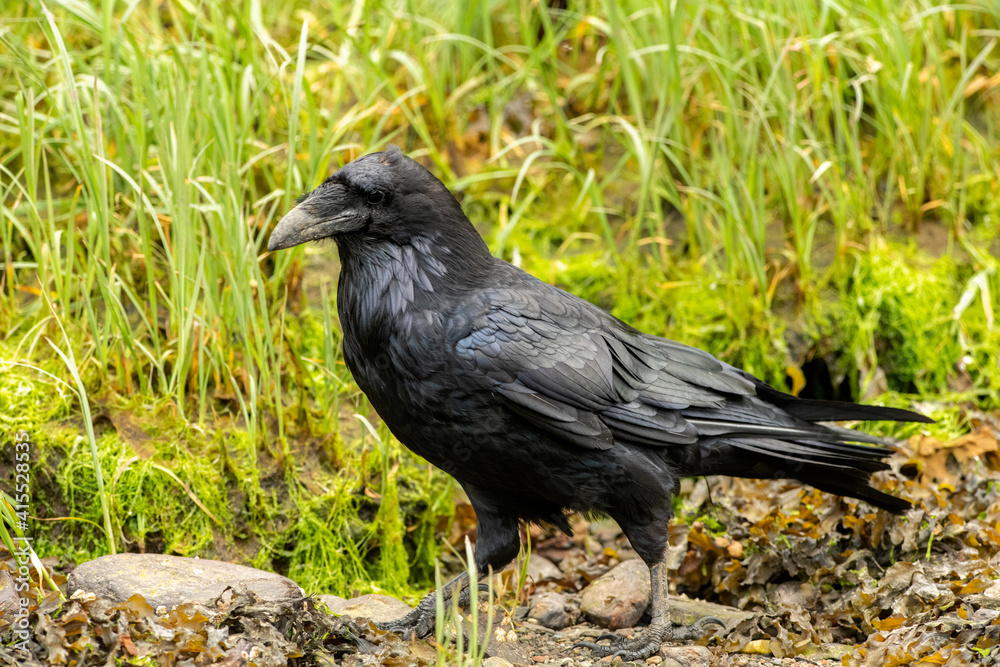 Fototapeta premium Closeup shot of a black common Raven walking n the ground