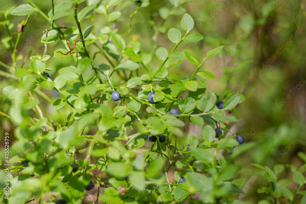 Forest juicy large bright blue blueberries on a bush Forest juicy large bright blue blueberries on a bush