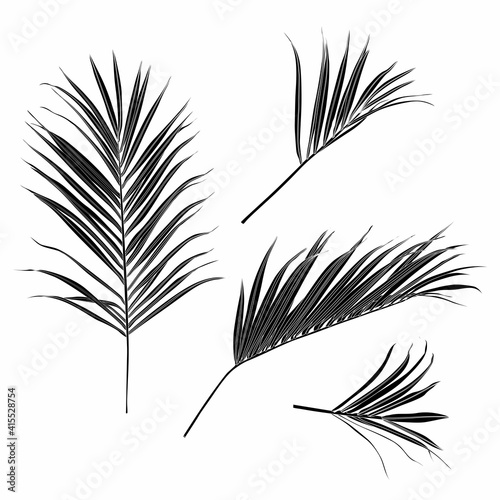 Palm leaves, black and white with drawing line art illustration. Isolated on white backdrop.