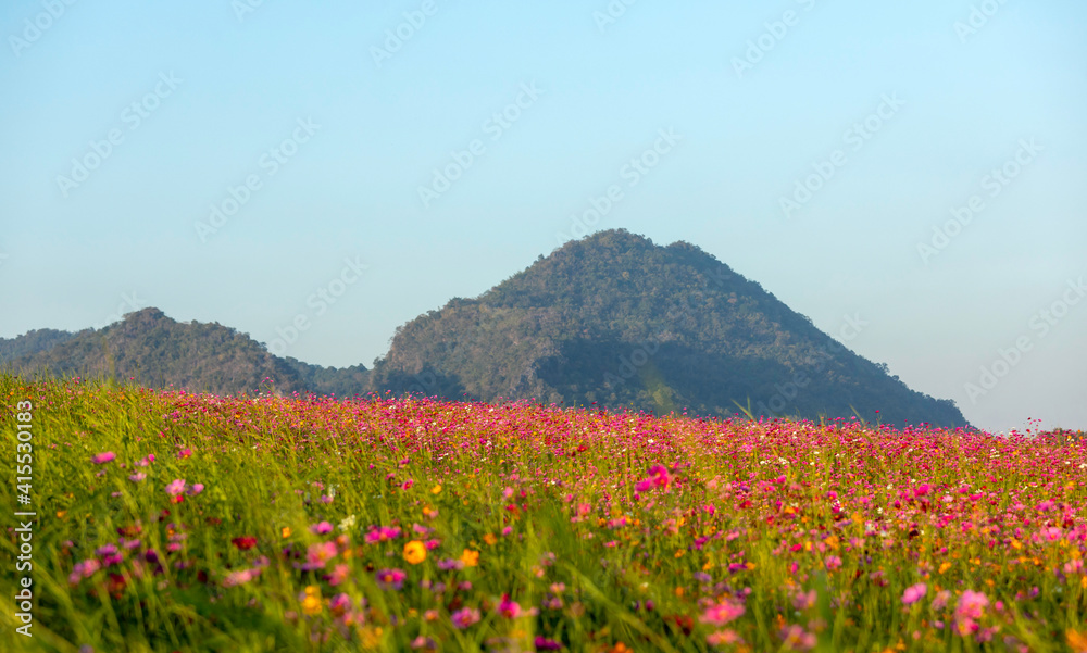 Colourful of cosmos flower blossom field with nature background
