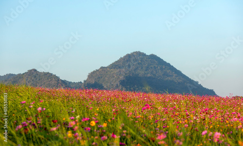 Colourful of cosmos flower blossom field with nature background