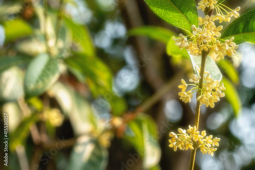 Group of white Sweet Osmanthus or Sweet olive flowers blossom on its tree
