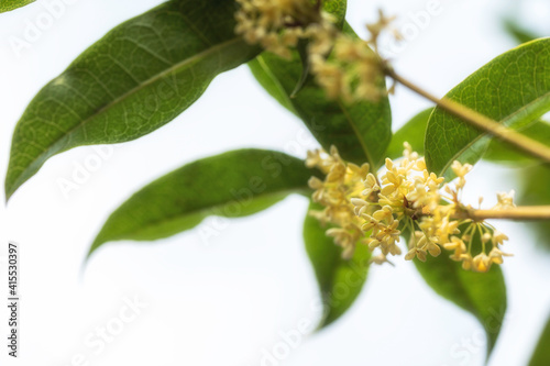 Bouquet of Sweet Osmanthus or Sweet olive flowers blossom on white background