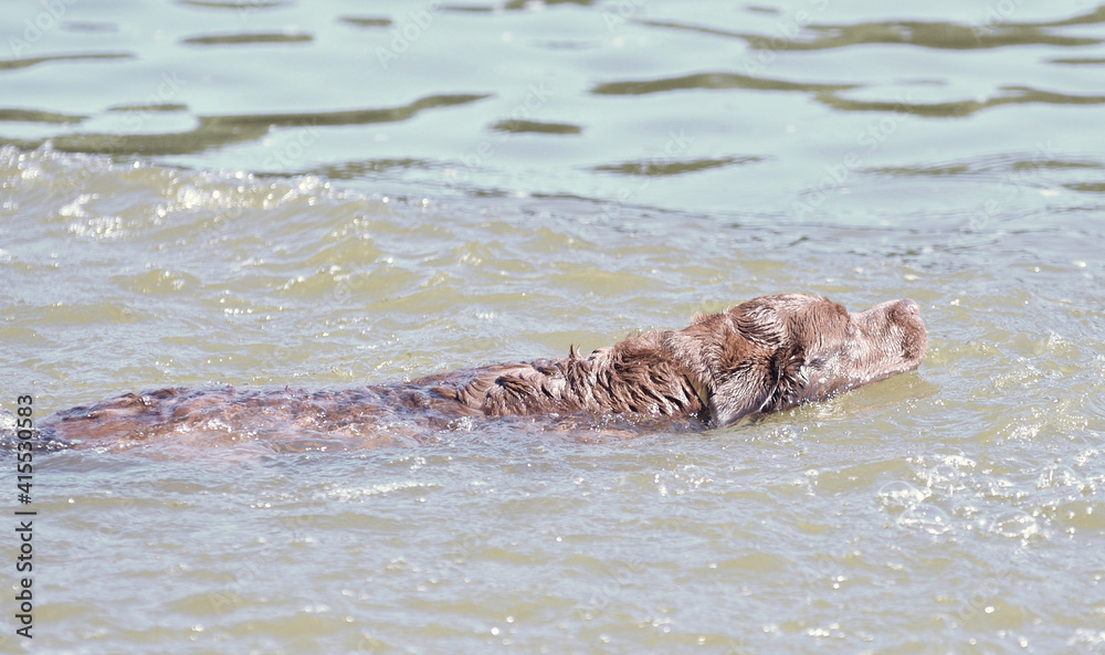 Dog breed Labrador – Retriever on a walk by the river
