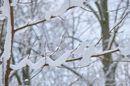 snowy winter trees