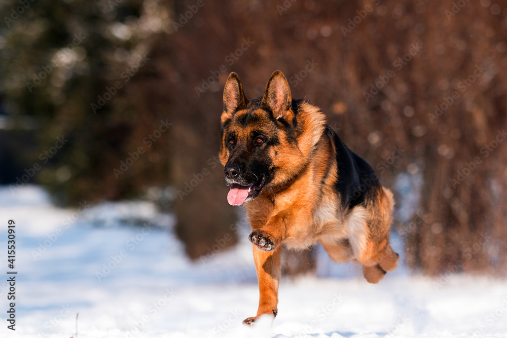 dog german shepherd running in a snowy park in winter dog german shepherd running in a snowy park in winter