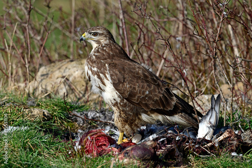 Mäusebussard (Buteo buteo) frisst an Kadaver // Common buzzard eats a dead mammal photo